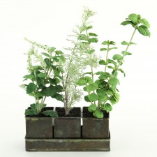 16.5"MIXED HERB GARDEN POTTED