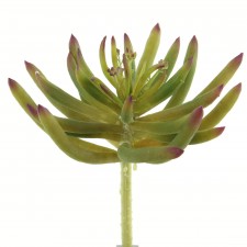 6" SPIKE AEONIUM GRN/BURGUNDY