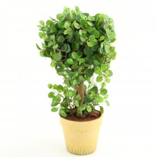 19"BALL OREGANO POTTED