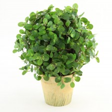 14"BALL OREGANO POTTED