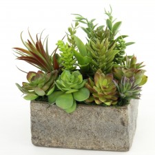 8" GARDEN SUCCULENT POTTED