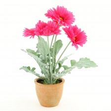 16" GERBERA DAISY POTTED