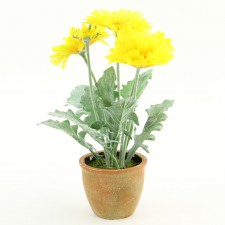 16" GERBERA DAISY POTTED