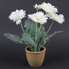 16" GERBERA DAISY POTTED