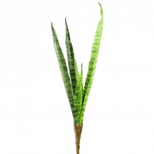 18"MOTHER IN LAW TONGUE PLANT