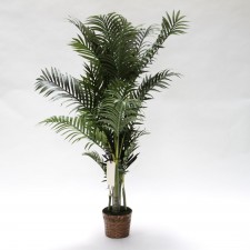 5' KENTIA PALM TREE GREEN