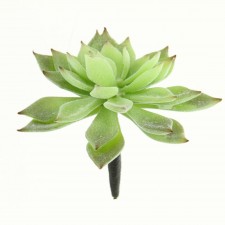 4.75"MINI ECHEV.CACTUS GR/FK