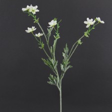 27.5" BABY COSMOS SPRAY CREAM