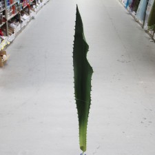 65"AGAVE LEAF STEM GRN A25