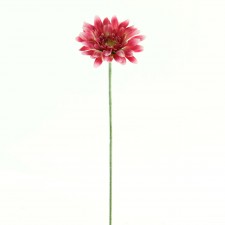 22"ROYAL GER.DAISY SPR A4