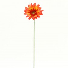 22.5"ROYAL GERBERA DAISY A4