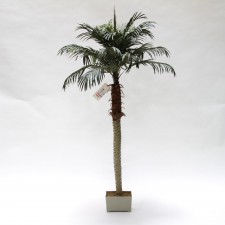 6' PHOENIX PALM TREE W/POT