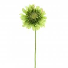 19"GERBERA DAISY SPRY A4