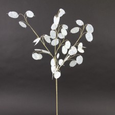 30"SILVER DOLLAR SPRAY WHT