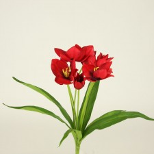 17" IMPERIAL TULIP BUSH X7