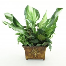 19"HOSTA/PHILOD/FERN POTTED