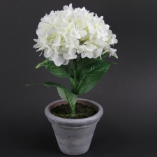 14" HYDRANGEA CREAM POTTED
