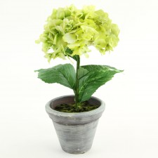 14" HYDRANGEA GREEN POTTED