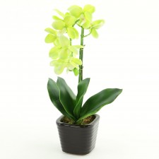 14" PHALAENOPSIS PLANT POTTED