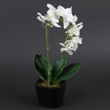 14"PHALAENOPSIS PLANT POTTED