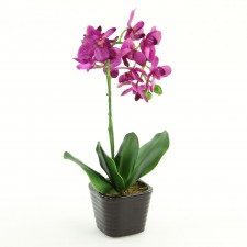 14" PHALAENOPSIS PLANT POTTED