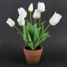 20" DUTCH TULIP POTTED