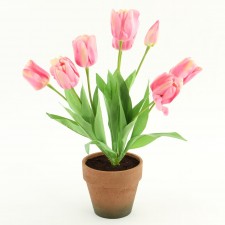 20" DUTCH TULIP POTTED