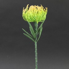 14"PIN CUSHION PROTEA SPRAY