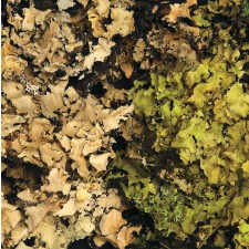BLACK LICHEN NATURAL