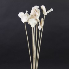 15-17"BLCHD JACARANDA POD X7