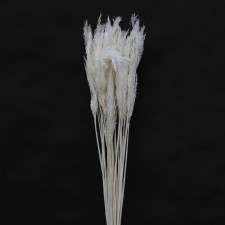 36"BLEACHED PLUME REED