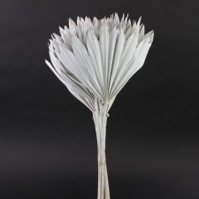 20"PALM SUN STEM X12