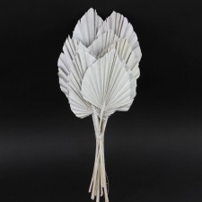 21"KING PALM SPEAR X10