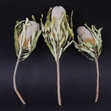 15-18"BANKSIA PRIONOTE