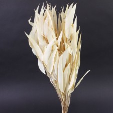 18"WILLOW EUCALYPTUS 3.5OZ/BU