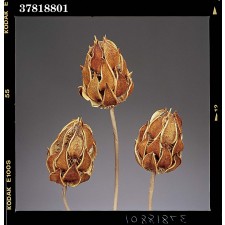 WILD THISTLE/STEM 3/PKG NAT.