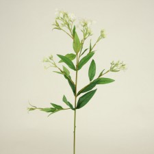 PHLOX SPRAY WHITE
