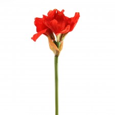 26"AMARYLLIS FLAME A4