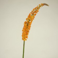 FOXTAIL SPRAY ORANGE