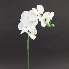 36"PHALAENOPSIS ORCHID X8