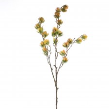 35"DESERT PROTEA SPRY A4