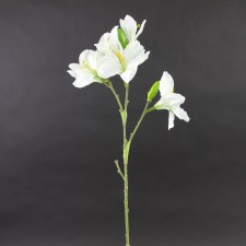 30"DAYLILY CREAM A25