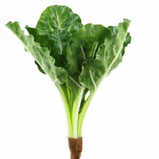 11"KALE PLANT GREEN/CREAM A25