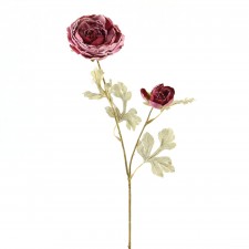 HOLLAND DRIED RANUNCULUS