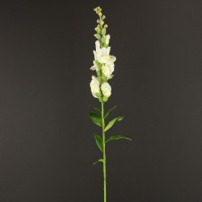 SNAPDRAGON WHITE
