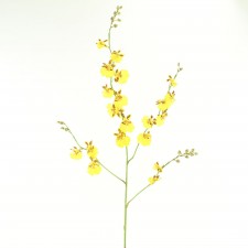 LG DANCING ONCIDIUM YELLOW