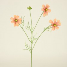 COSMOS X3 PEACH FLUFF
