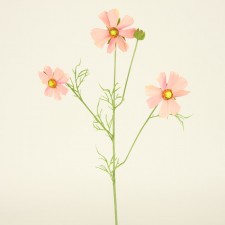 COSMOS X3 PRIMROSE PINK
