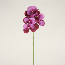 25" VANDA ORCHID SHT/STM