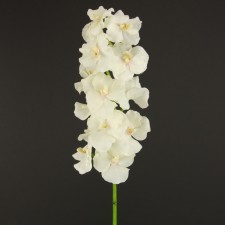 39" ORCHID VANDA X15 CHAMPAGNE